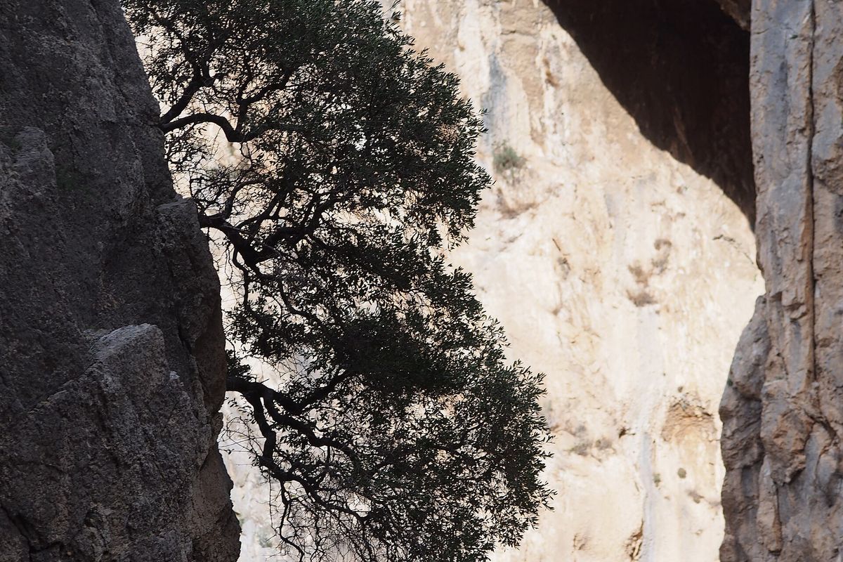The Desfiladero de los Gaitanes gorge, where the Caminito del Rey boardwalks hang from the rock